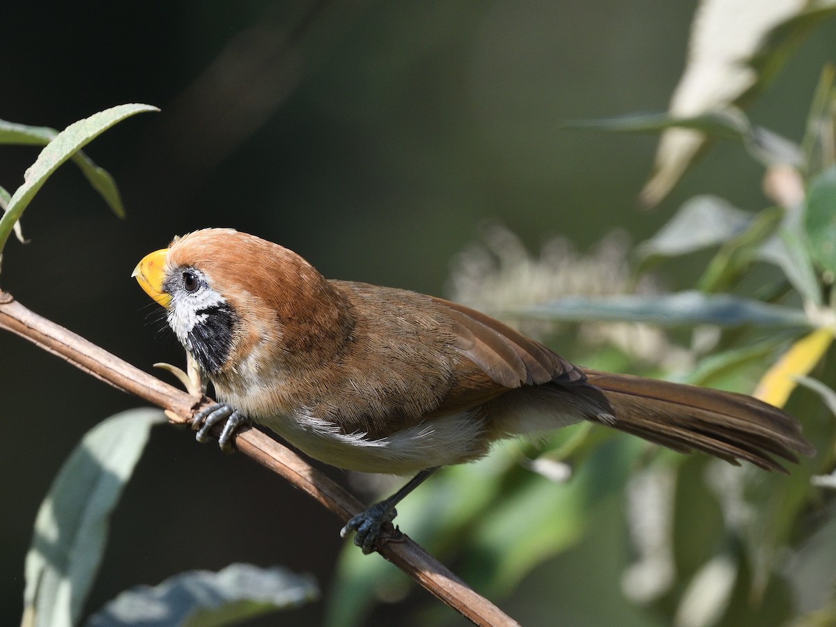 Spot-breasted Parrotbill - ML616719605