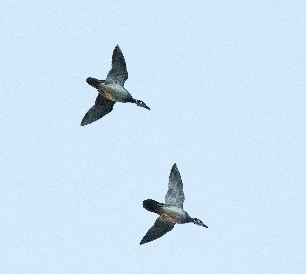 Wood Duck - Gary Warner