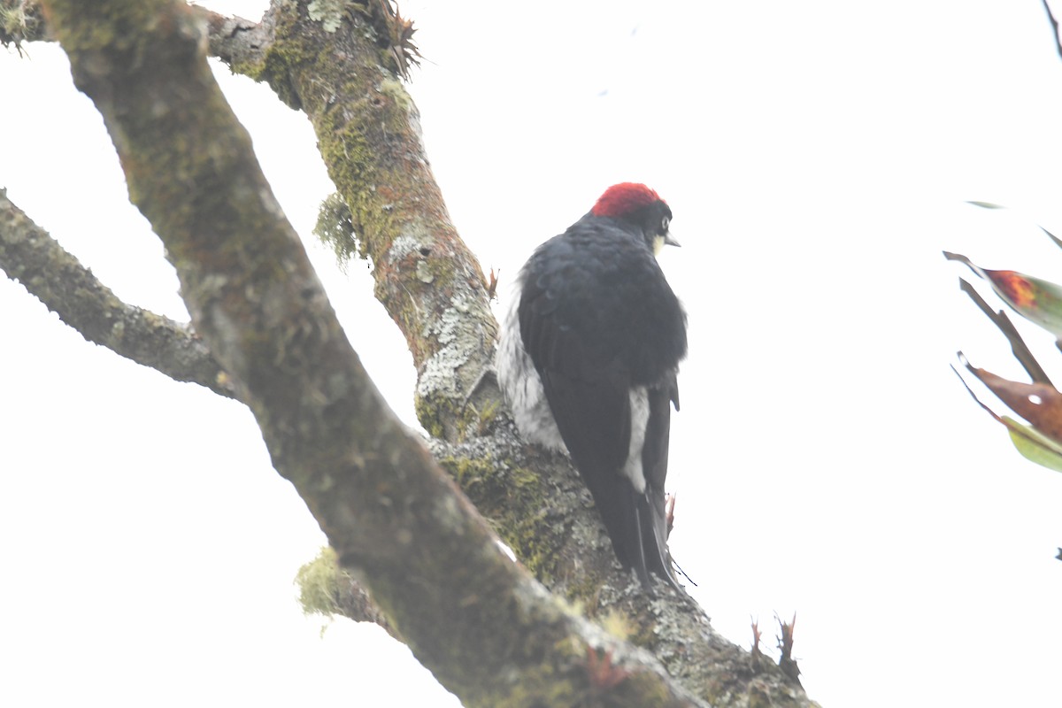 Acorn Woodpecker - ML616719635