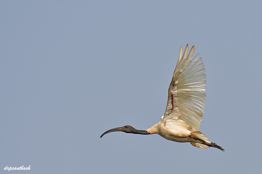 Ibis à tête noire - ML616719694