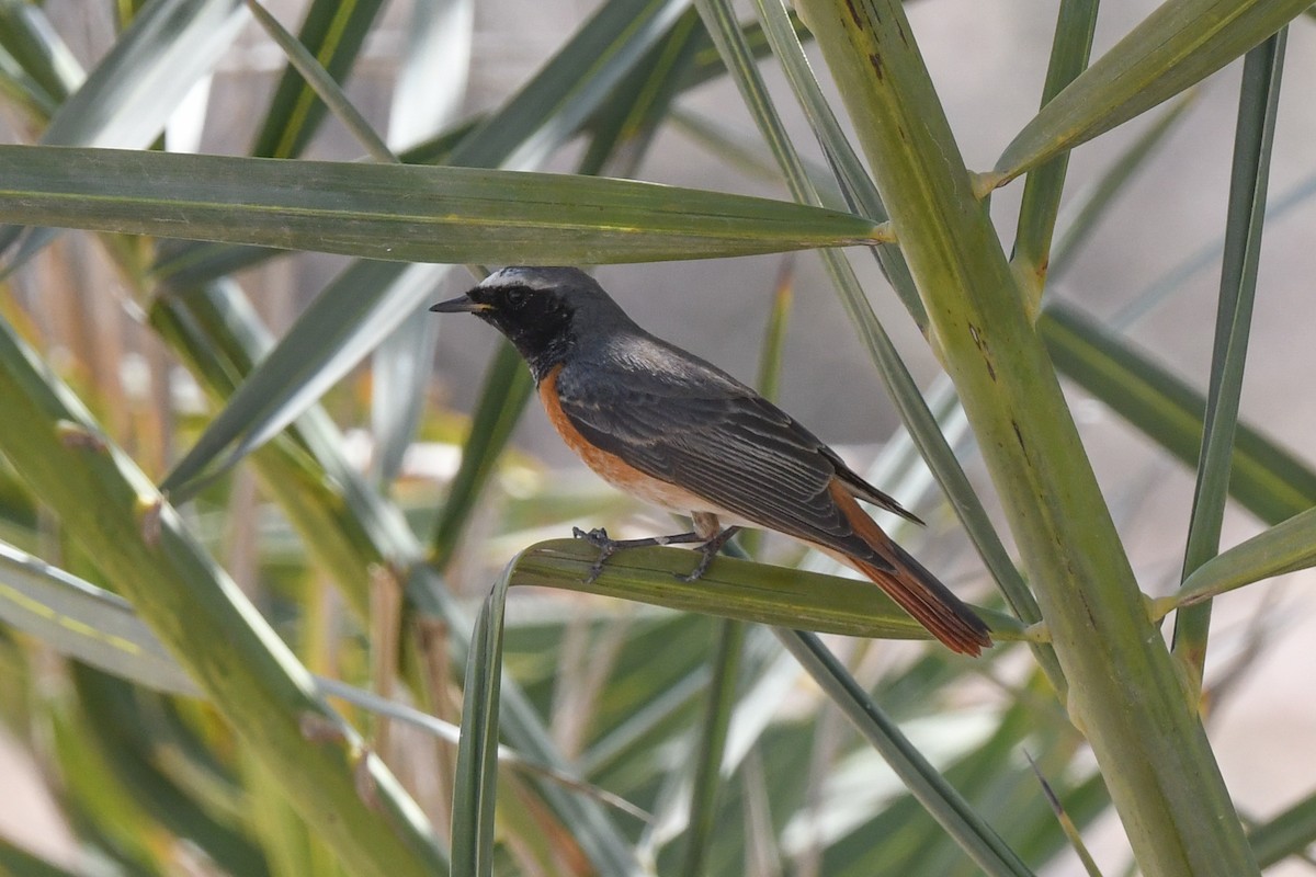 Common Redstart - ML616719722