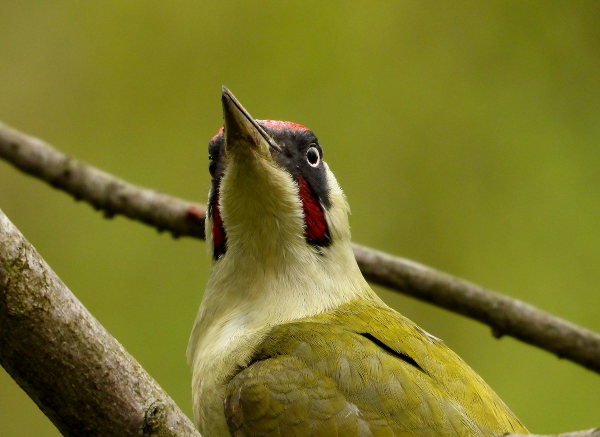 Eurasian Green Woodpecker - ML616719766