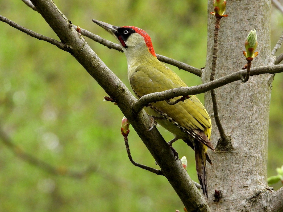 Eurasian Green Woodpecker - ML616719767