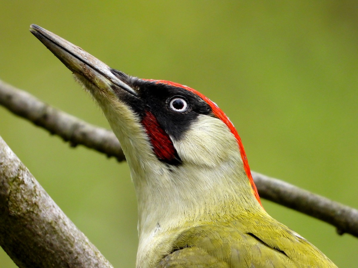 Eurasian Green Woodpecker - ML616719768