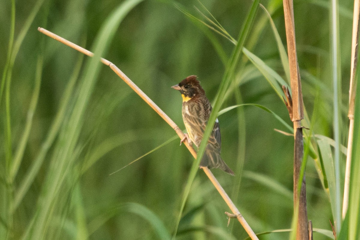 Yellow-breasted Bunting - ML616719818