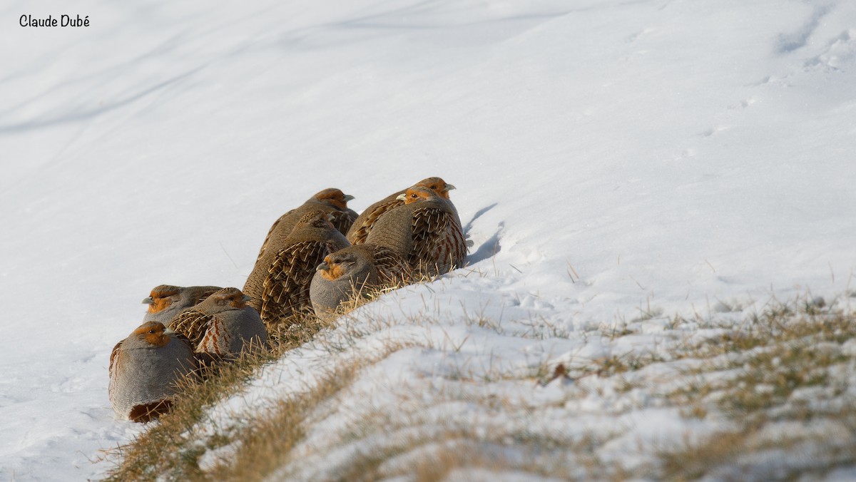 Gray Partridge - Claude Dubé