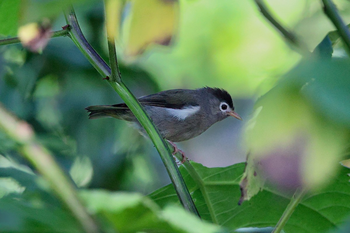 Schwarzscheitel-Brillenvogel - ML616719847