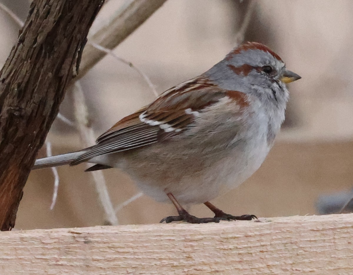 American Tree Sparrow - ML616719865