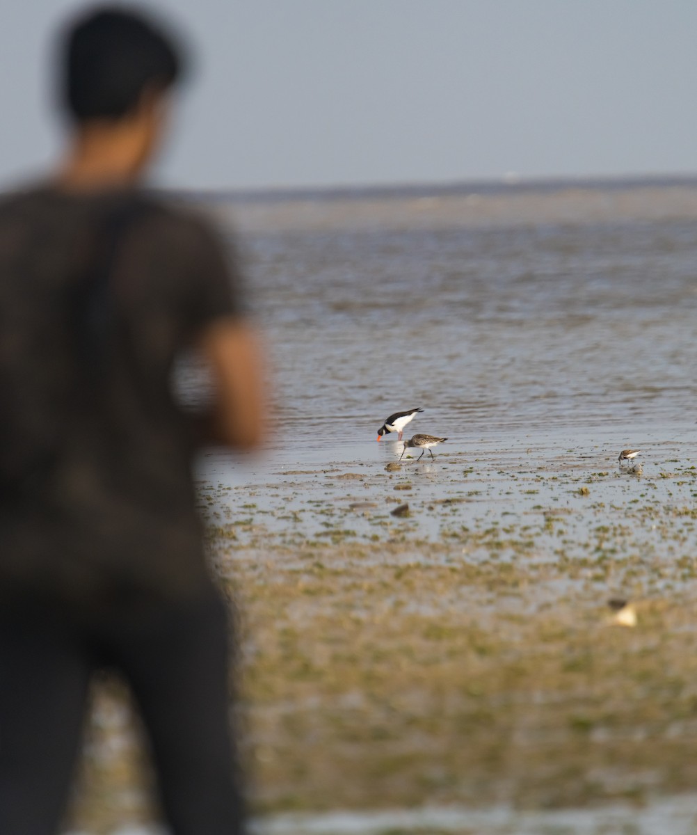 Bar-tailed Godwit - ML616719883