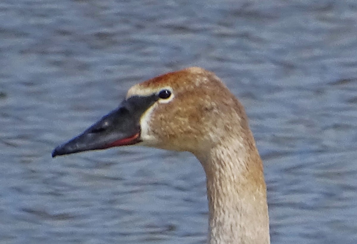 Tundra Swan (Whistling) - MK Gilger