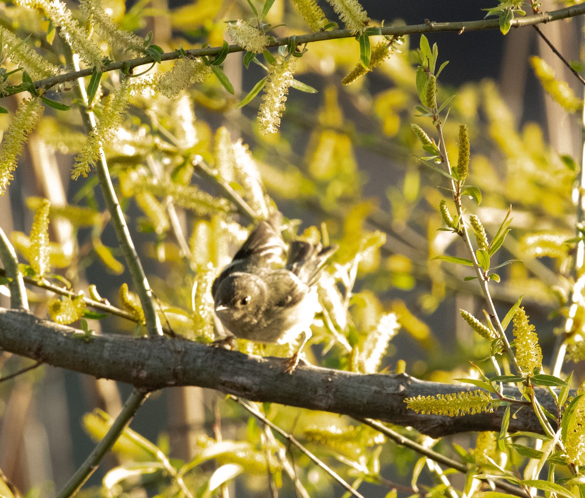 Ruby-crowned Kinglet - Gary Warner