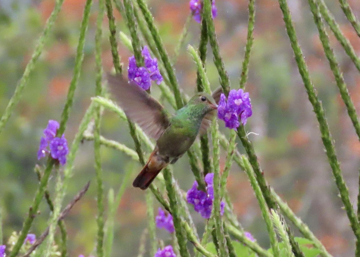 Rufous-tailed Hummingbird - ML616719965