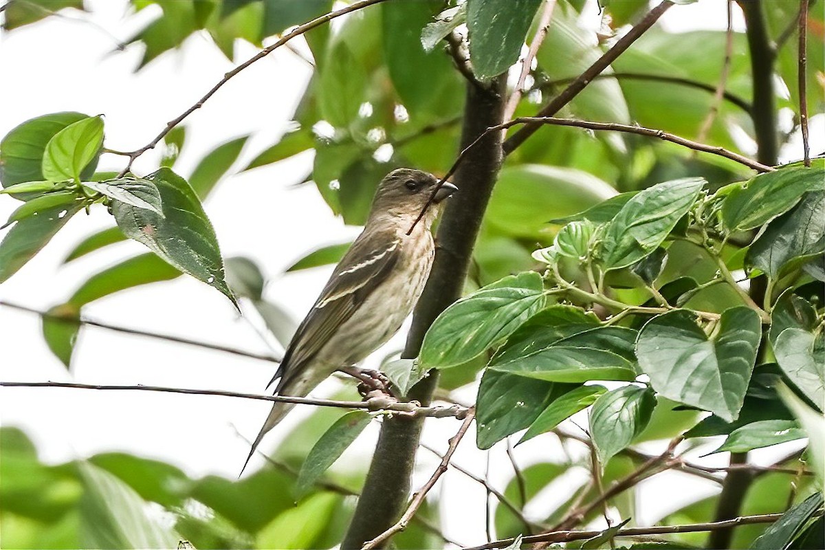 Common Rosefinch - ML616719966