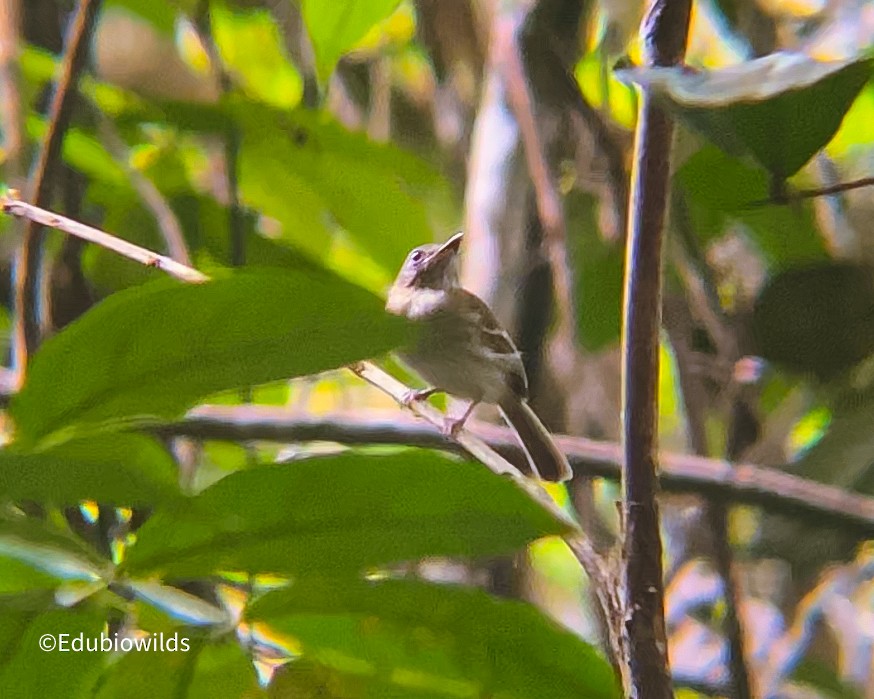 White-bellied Tody-Tyrant - Carlos Eduardo