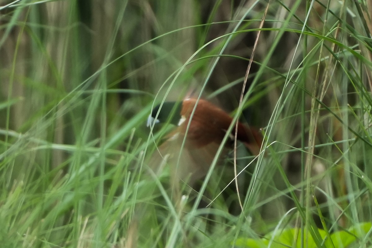 Tricolored Munia - ML616719983