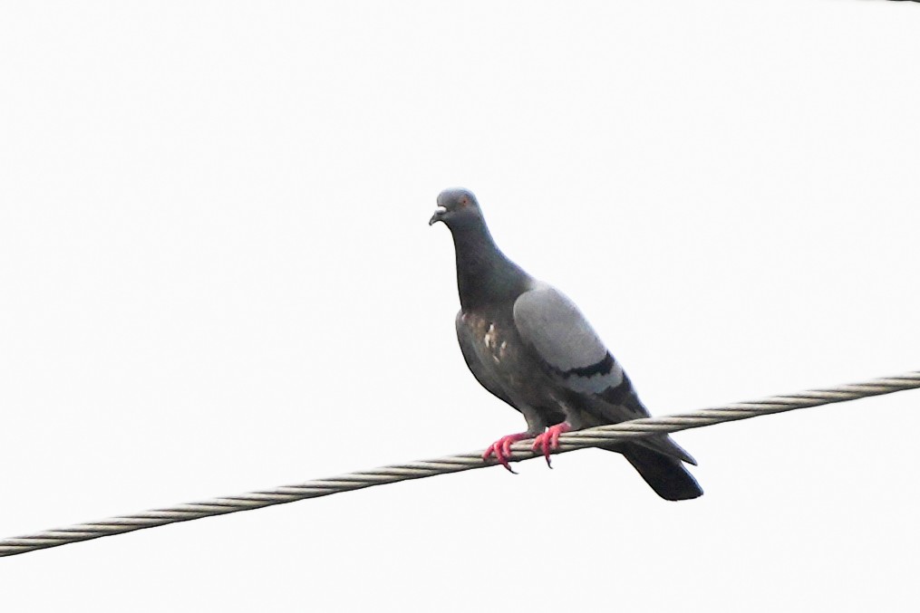 Rock Pigeon (Feral Pigeon) - ML616720012