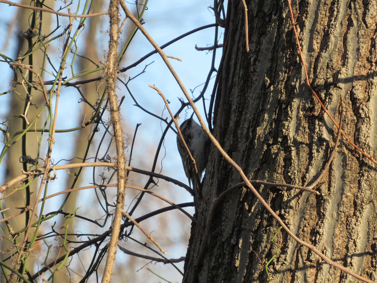 Brown Creeper - ML616720019