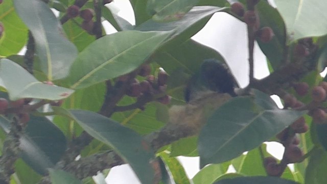 kolibřík andský - ML616720035