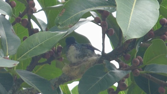 kolibřík andský - ML616720041