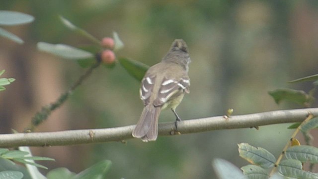 Yellow-bellied Elaenia - ML616720050