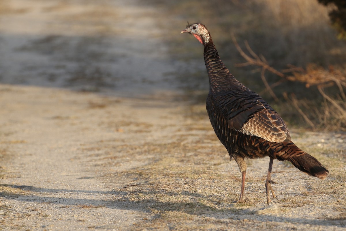 Wild Turkey - ML616720056