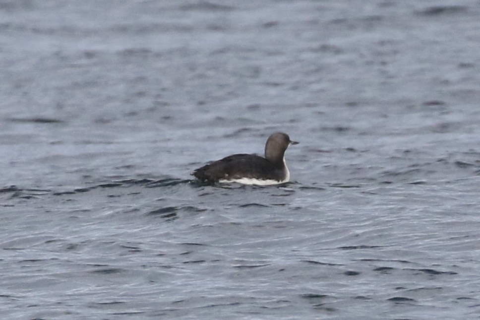 Pacific Loon - Ethan Goodman