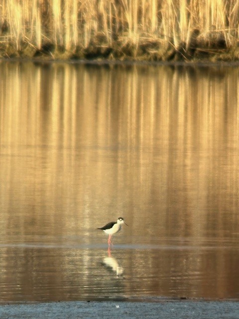 Black-necked Stilt - ML616720072