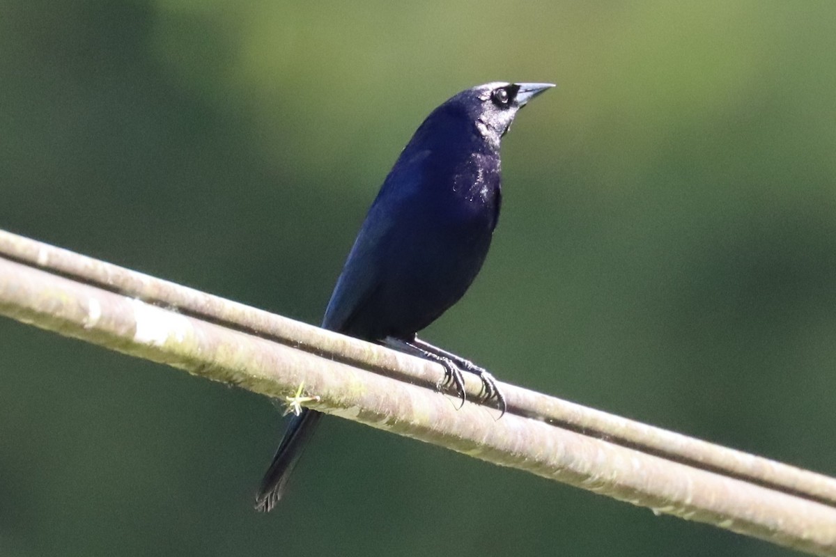 Shiny Cowbird - ML616720096