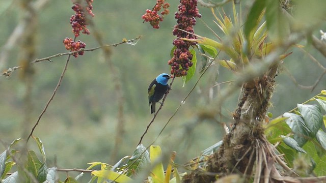 Tangara Cabeciazul - ML616720132