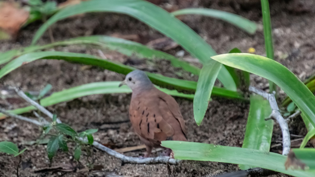 Ruddy Ground Dove - ML616720133