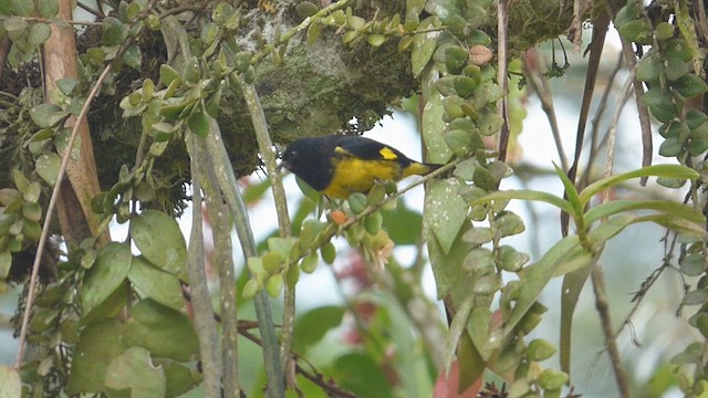 Yellow-bellied Siskin - ML616720202