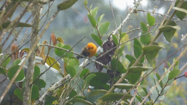 Golden Tanager - ML616720231