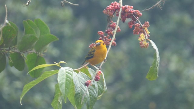 Golden Tanager - ML616720244