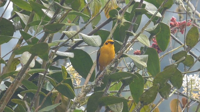 Golden Tanager - ML616720253