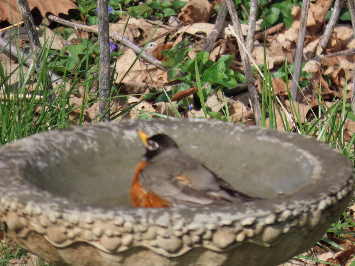 American Robin - ML616720396