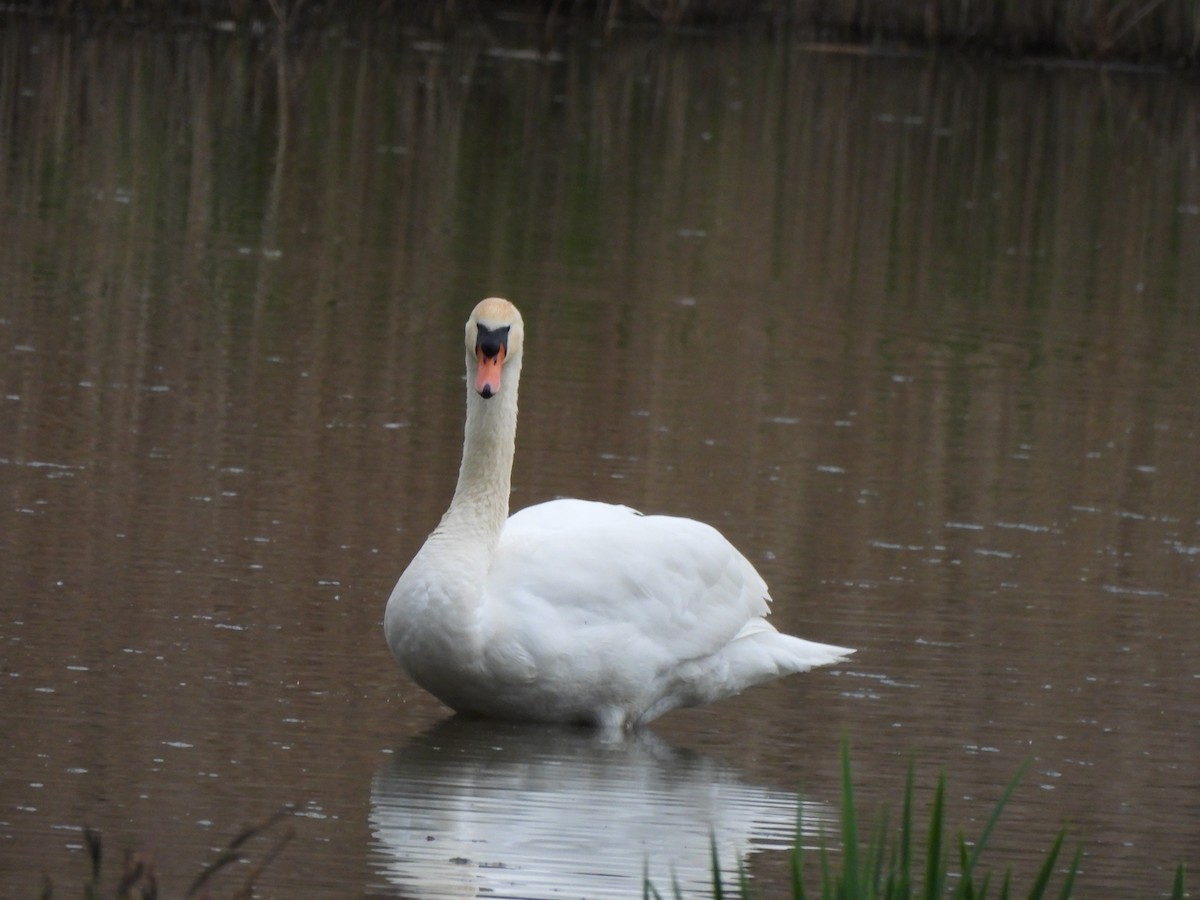 Cygne tuberculé - ML616720440