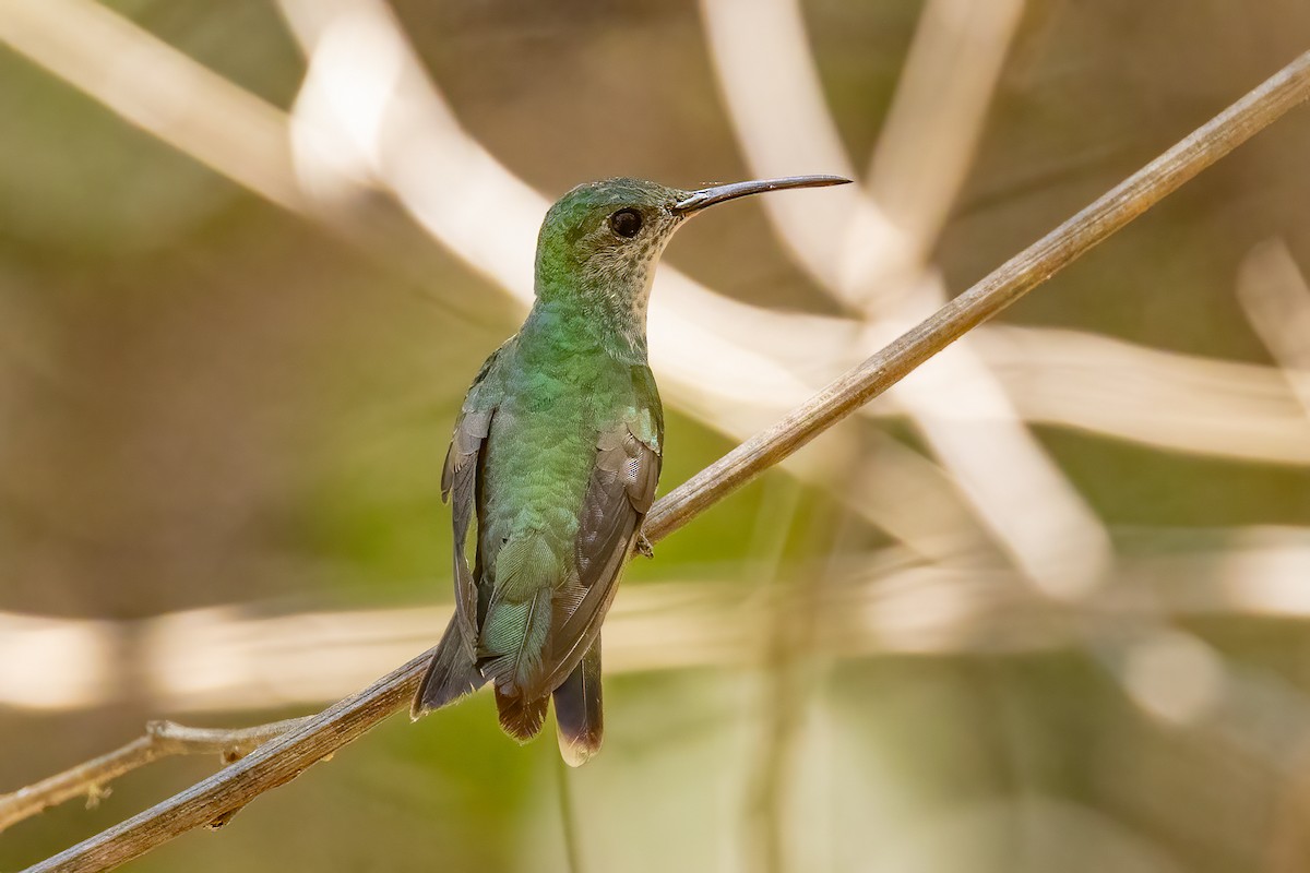 Mangrove Hummingbird - Chris S. Wood