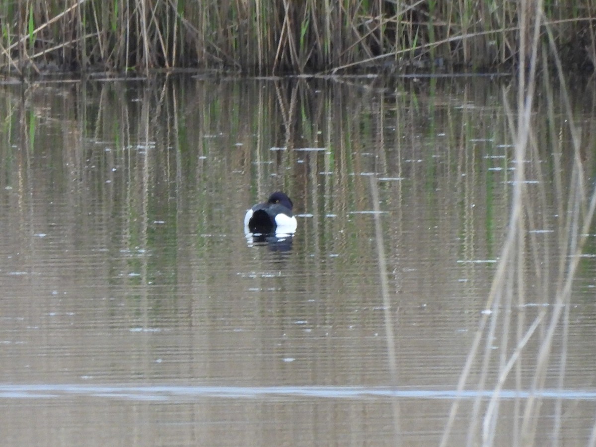 Tufted Duck - ML616720472