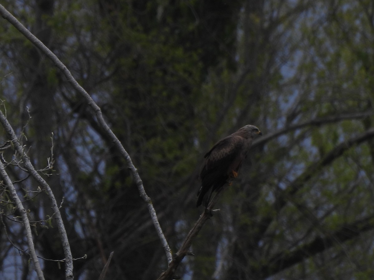 Black Kite - ML616720513