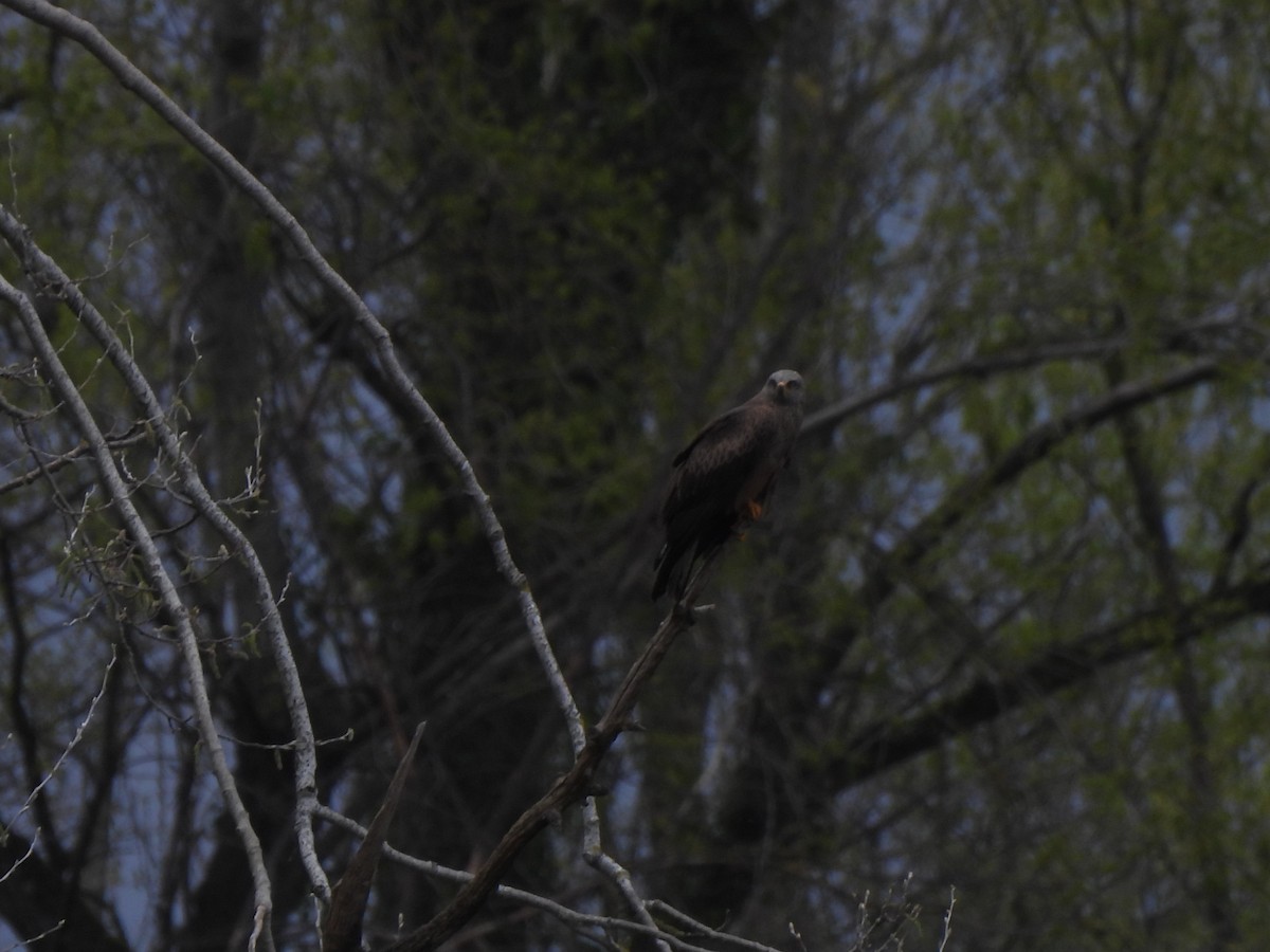 Black Kite - ML616720515