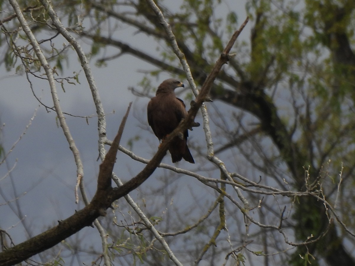 Black Kite - ML616720516