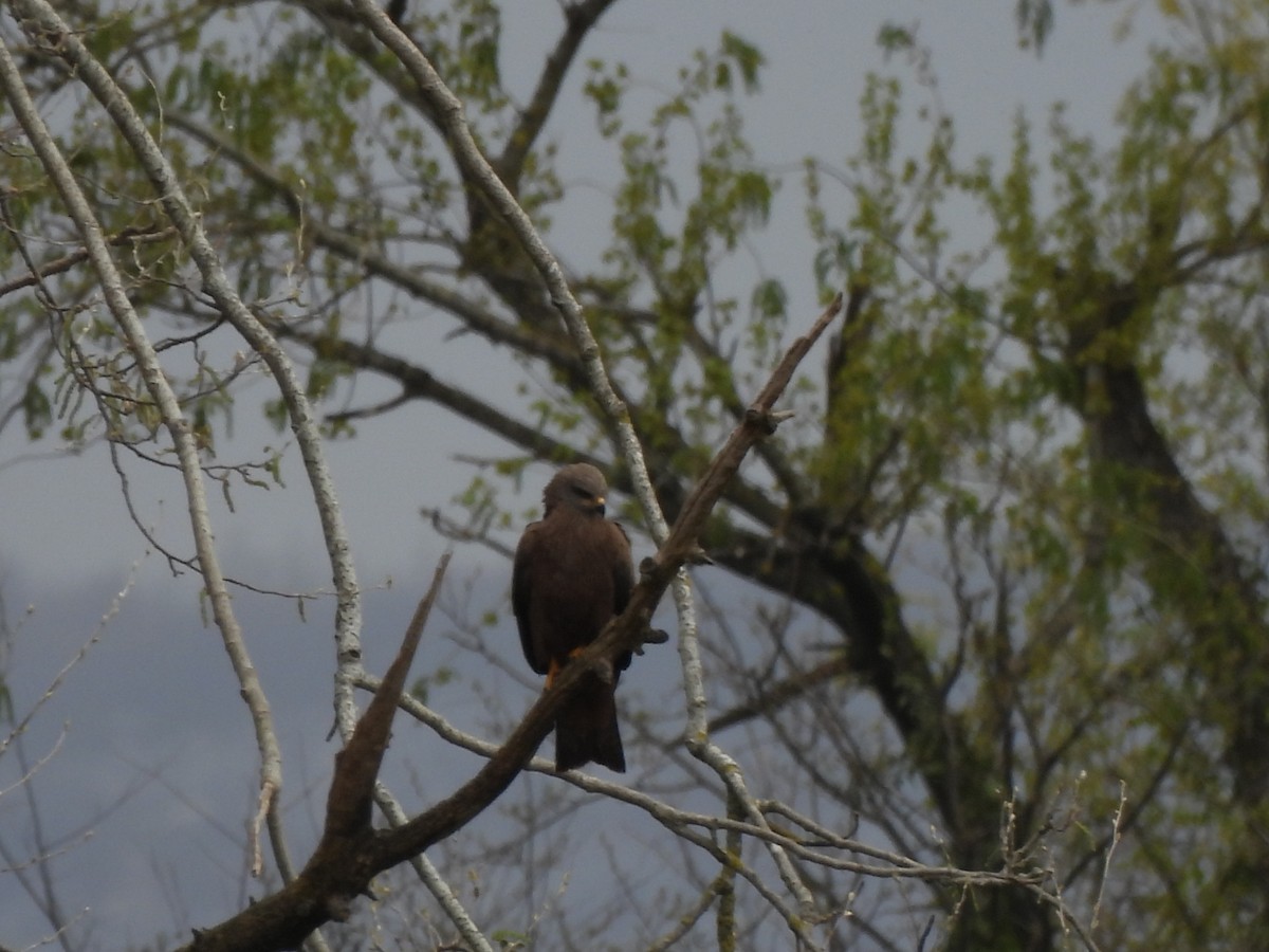 Black Kite - ML616720517