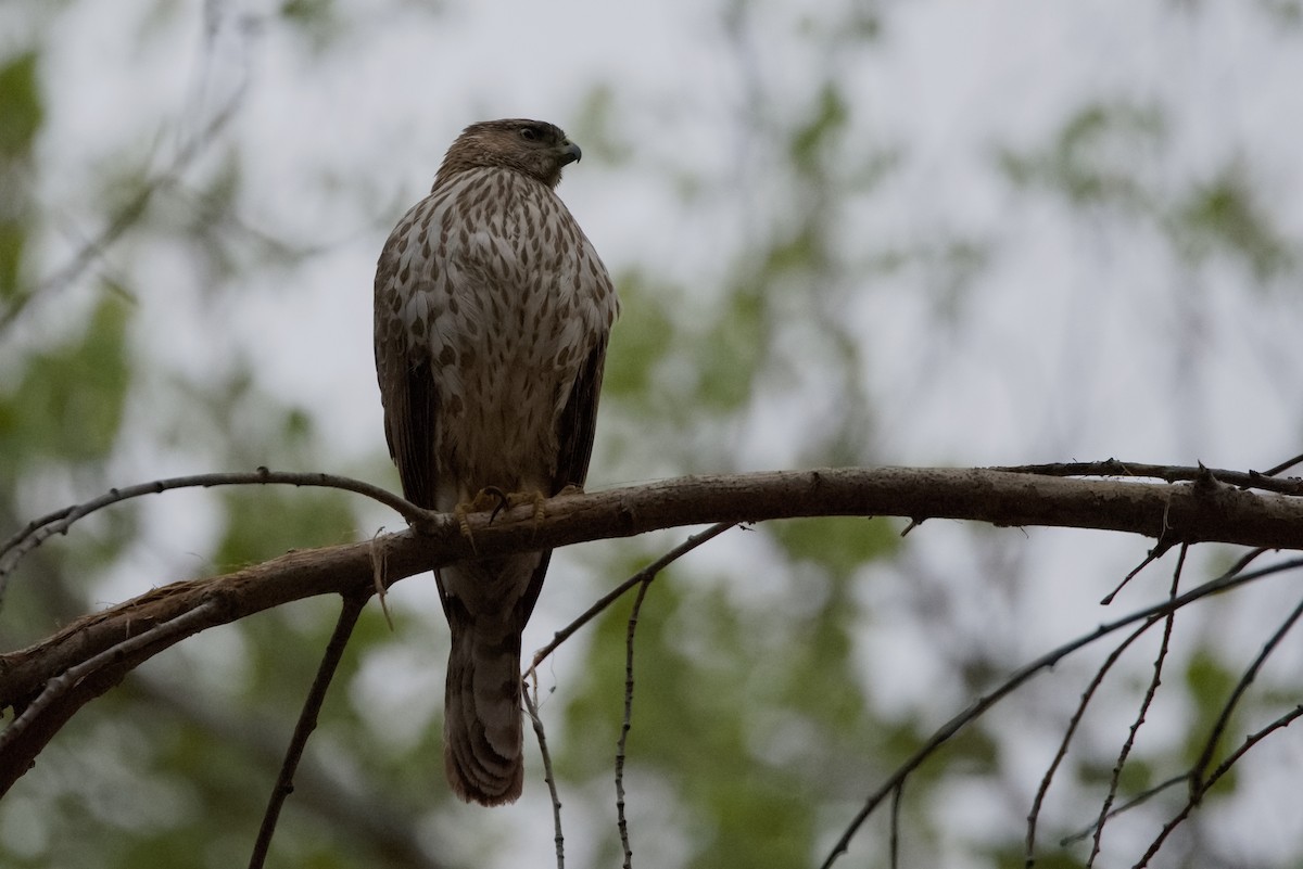 Cooper's Hawk - ML616720532