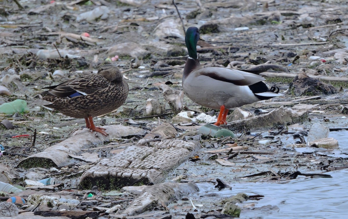 Mallard - Eric Michael