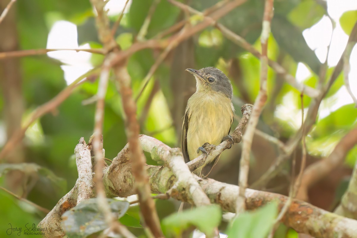 Gray-crowned Flatbill - Jorge Claudio Schlemmer