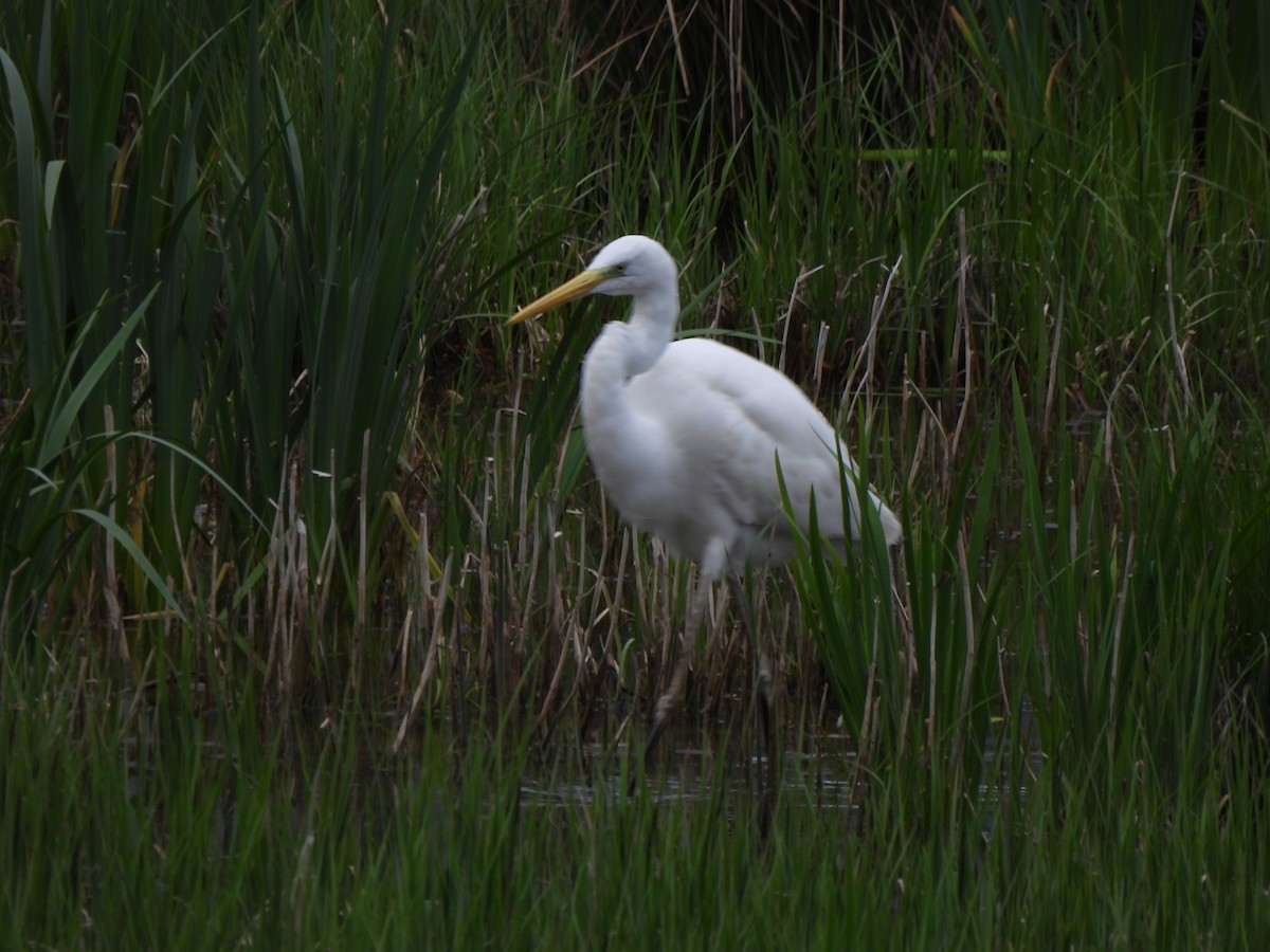 Great Egret - ML616720630