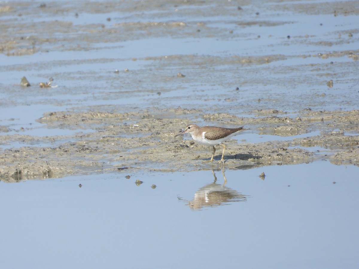 Common Sandpiper - ML616720635