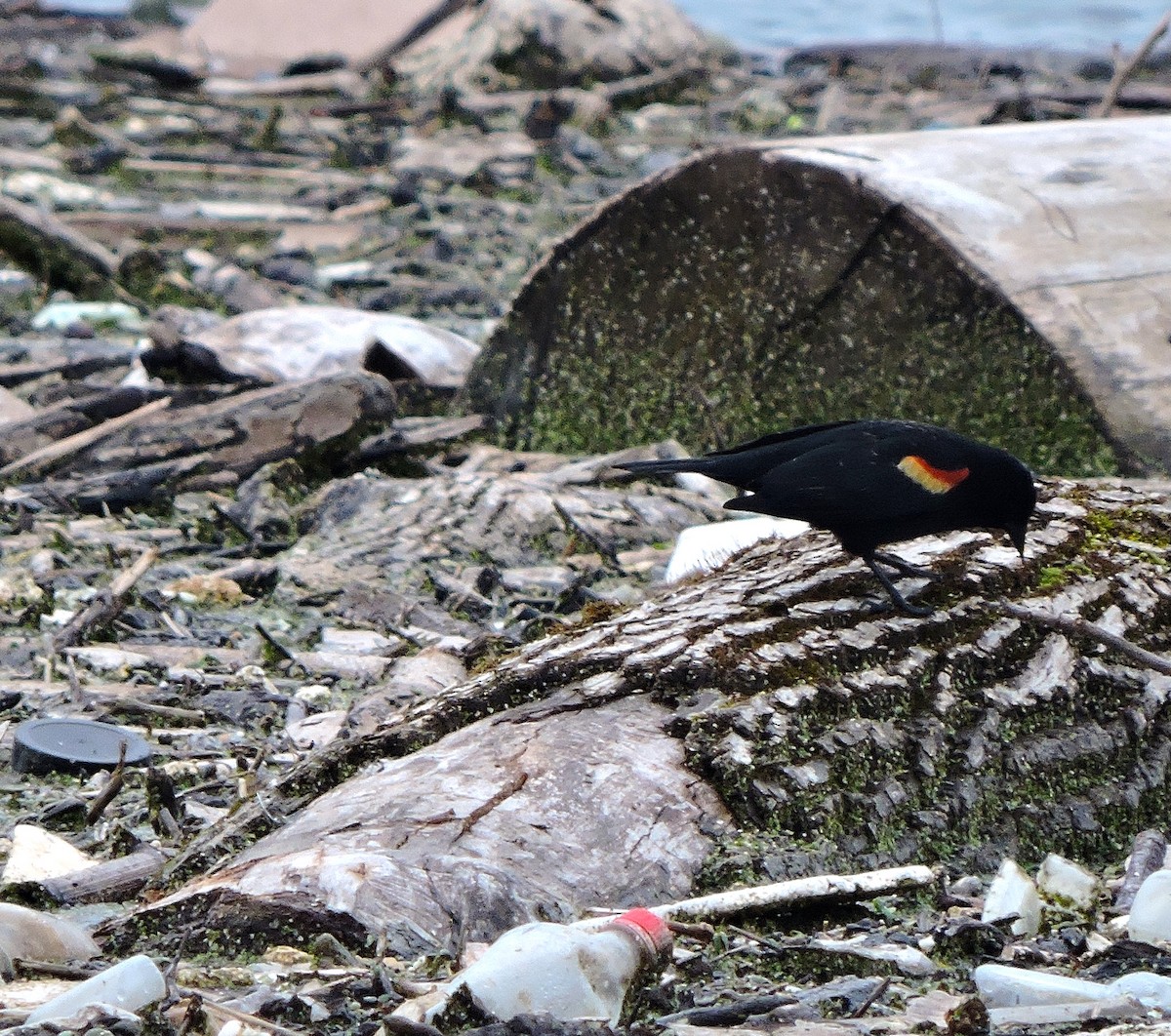 Red-winged Blackbird - ML616720684