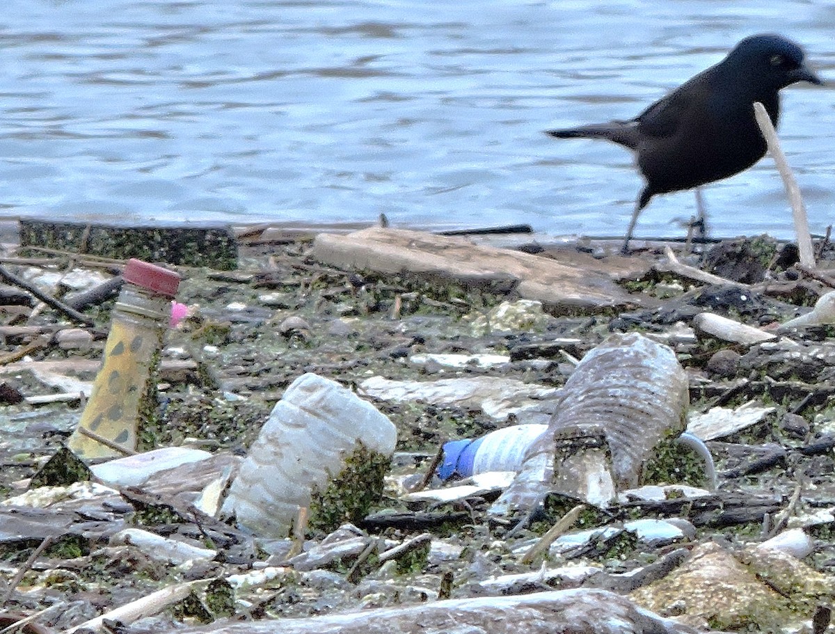 Common Grackle - ML616720691