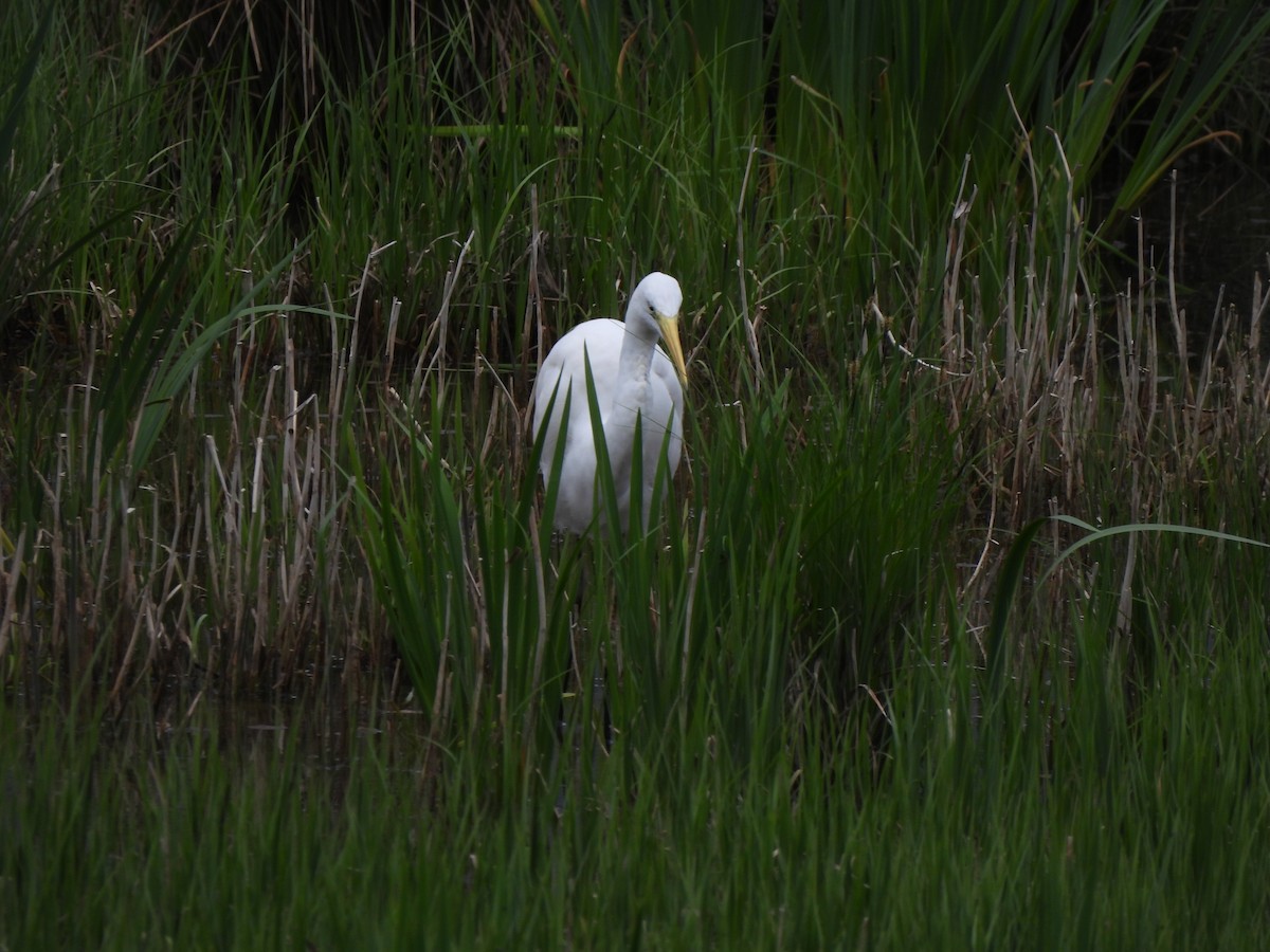 Great Egret - ML616720721